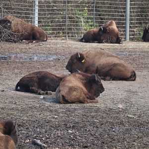 Bronx Zoo - American Bison