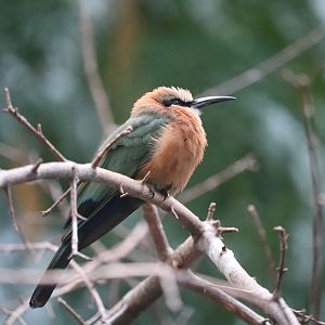 World of Birds - White-Fronted Bee-Eater
