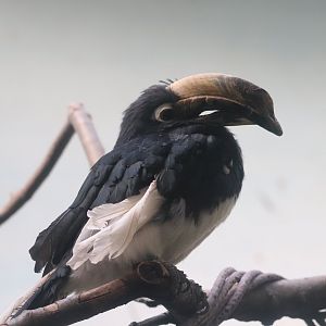 World of Birds - Oriental Pied Hornbill
