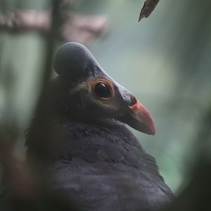 World of Birds - Maleo