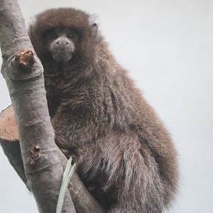 World of Birds - Bolivian Gray Titi Monkey