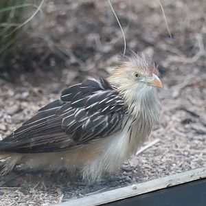 World of Birds - Guira Cuckoo