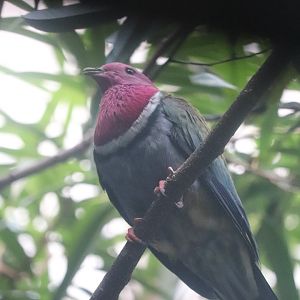 World of Birds - Pink-Necked Fruit Dove