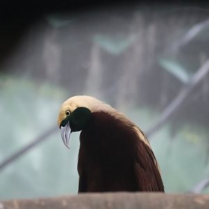 World of Birds - Lesser Bird-of-Paradise