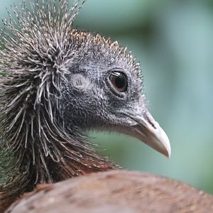 World of Birds - Great Argus