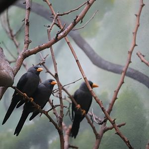 World of Birds - Grosbeak Starling