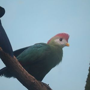World of Birds - Red-Crested Turaco