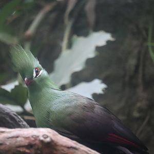 World of Birds - Guinea Turaco