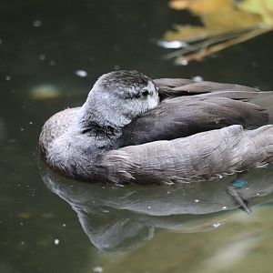 World of Birds - Cotton Pygmy Goose