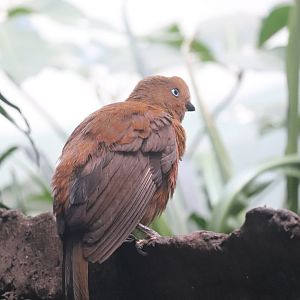 World of Birds - Andean Cock-of-the-Rock