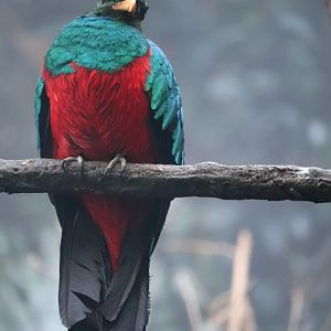 World of Birds - Golden-Headed Quetzal
