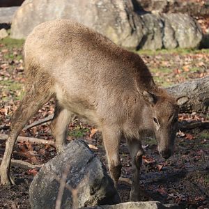 Bronx Zoo - Pere David's Deer