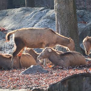 Bronx Zoo - Pere David's Deer