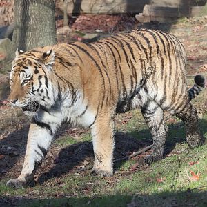 Tiger Mountain - Amur Tiger