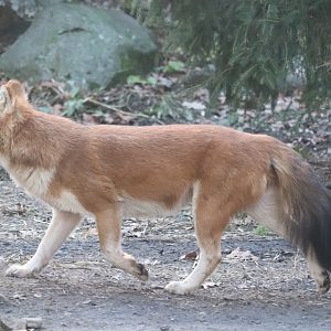 Bronx Zoo - Dhole