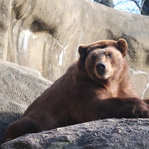 Big Bears - Brown Bear