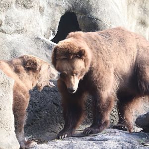 Big Bears - Brown Bear