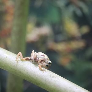 World of Reptiles - Kihansi Spray Frog