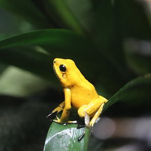 World of Reptiles - Golden Poison Frog