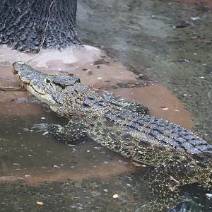 World of Reptiles - Cuban Crocodile