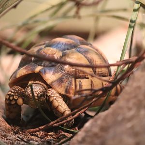 World of Reptiles - Egyptian Tortoise