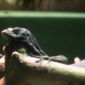 World of Reptiles - Black Tree Monitor