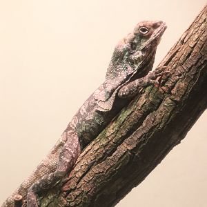 World of Reptiles - Frilled Lizard