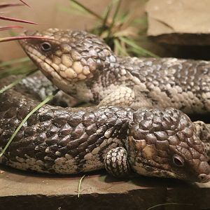 World of Reptiles - Shingleback Skink