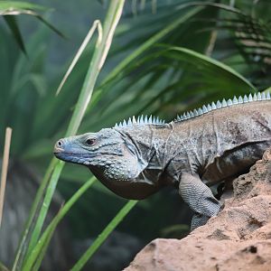 World of Reptiles - Grand Cayman Blue Iguana