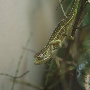 World of Reptiles - Jeweled Chameleon