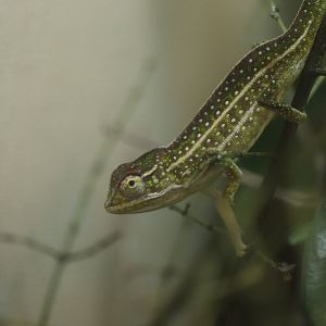World of Reptiles - Jeweled Chameleon