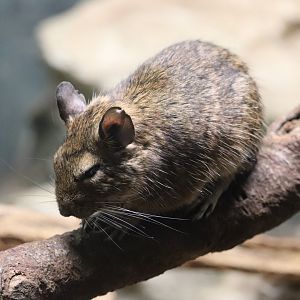 Mouse House - Degu