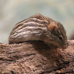 Mouse House -Barbary Striped Grass Mouse