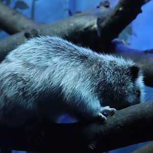 Mouse House - Northern Luzon Giant Cloud Rat