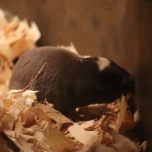 Mouse House -Damaraland Mole Rat