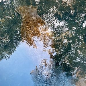 Manatee