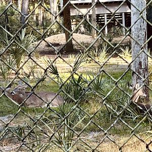 Whitetail Deer Exhibit