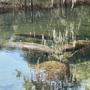 Manatees