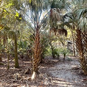 Florida Key Deer Exhibit