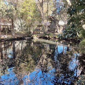 American Alligator Exhibit