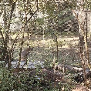 Florida Panther Exhibit
