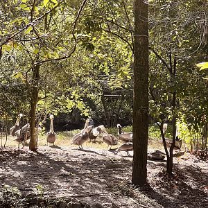 Brown Pelican Exhibit