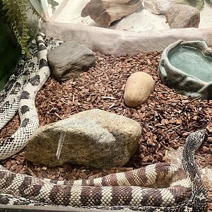 Gulf Hammock Rat Snake