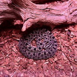 Dusky Pygmy Rattlesnake