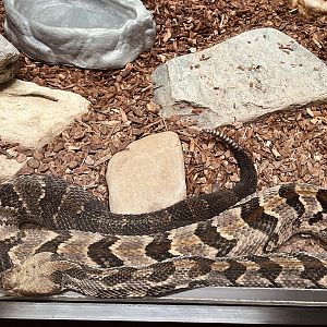 Timber Rattlesnake