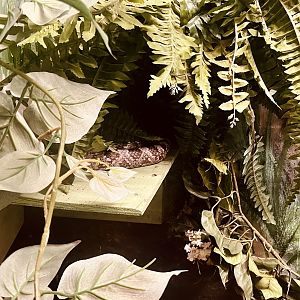 Calligastor Kingsnake