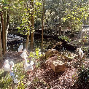 American White Pelican