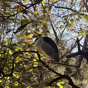Black-crowned Night Heron