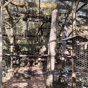 Rosette Spoonbill Aviary