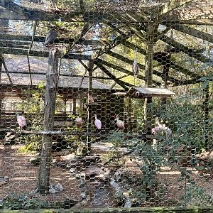 Rosette Spoonbill Aviary